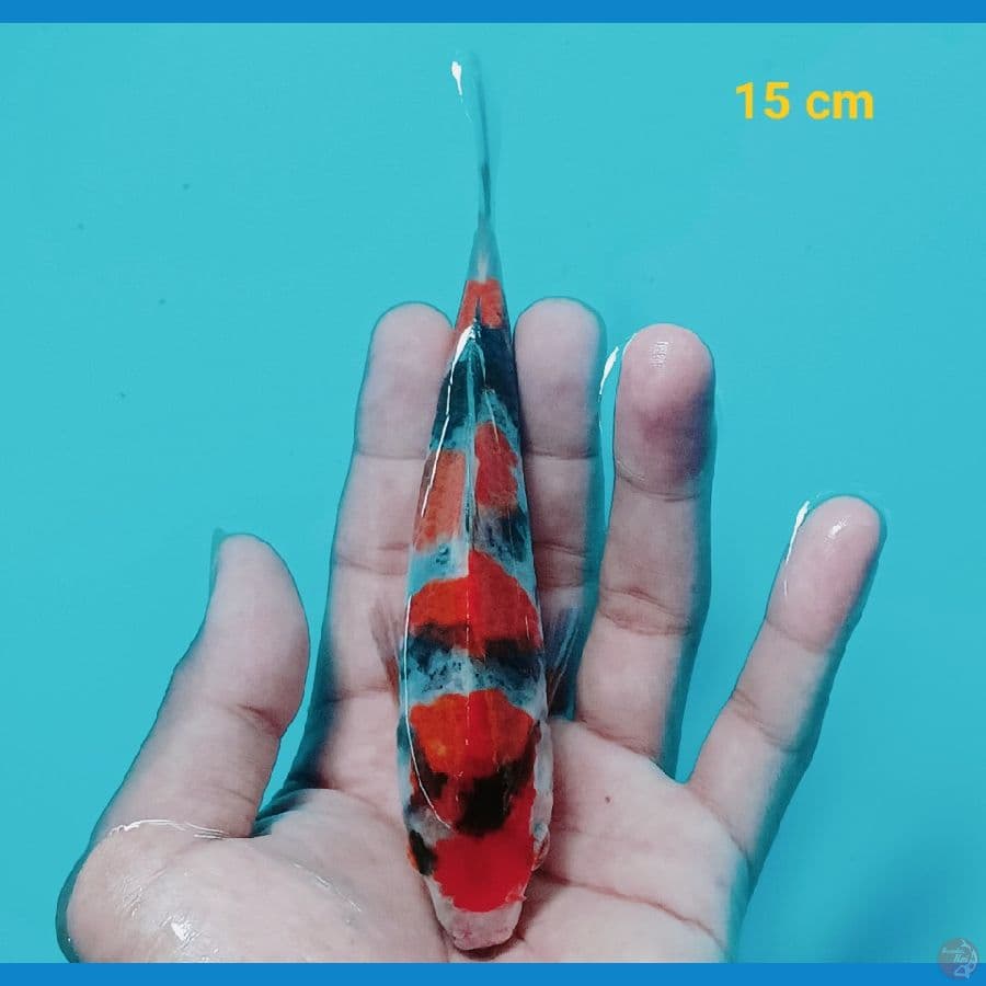 showa 15 cm