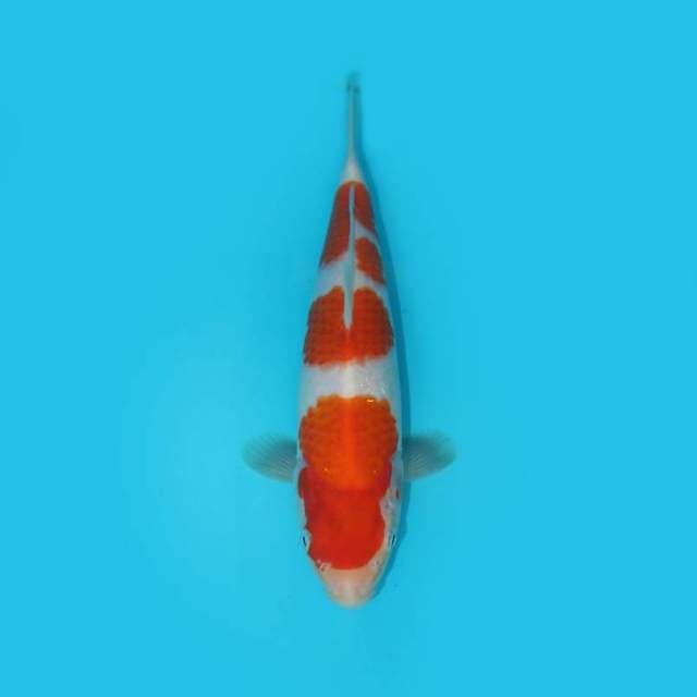 KOHAKU F1 GOOD PATTERN