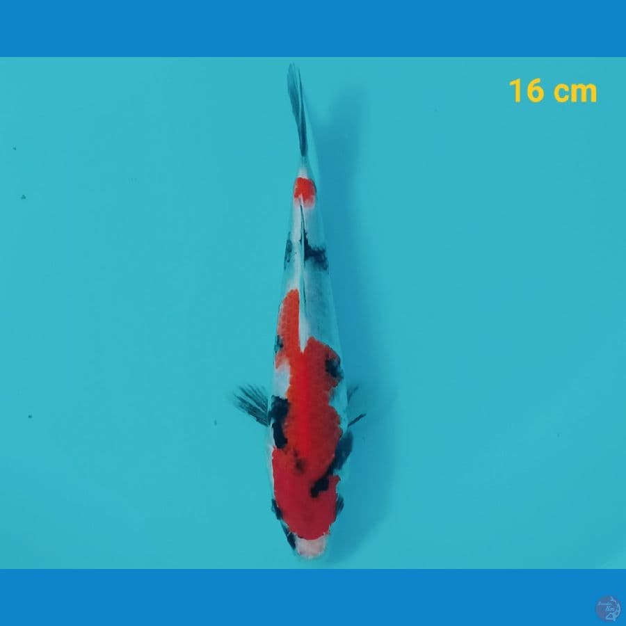 showa 16 cm