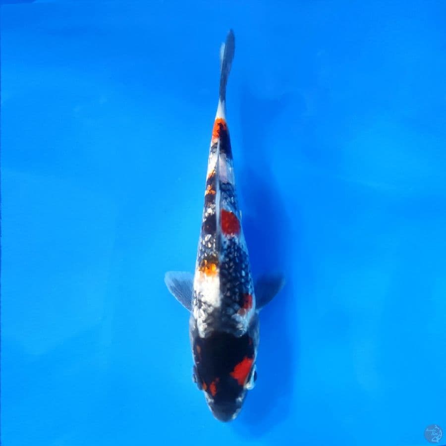 1. MARUTEN SHOWA GINRIN SQ 11CM