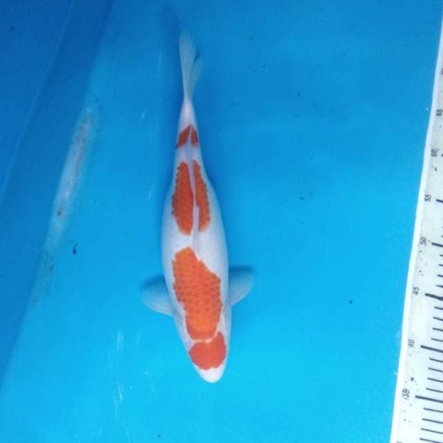 Kohaku 33 cm