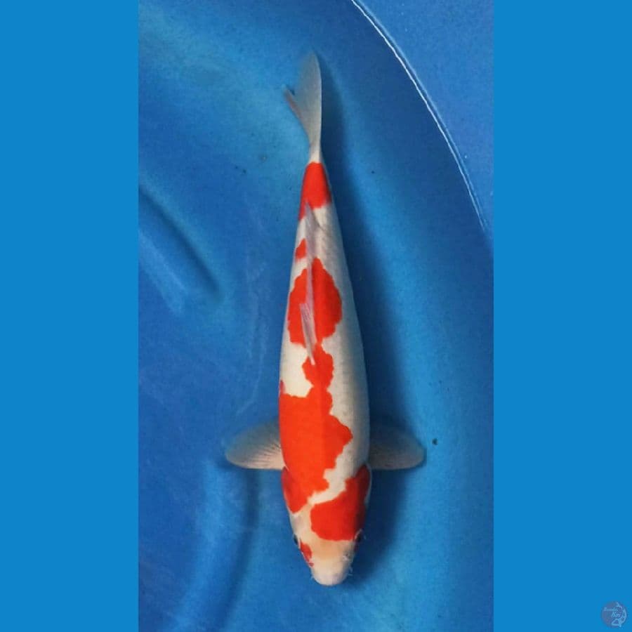 Kohaku 40cm Male