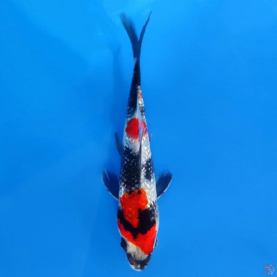 2. GINRIN SHOWA SQ 11CM