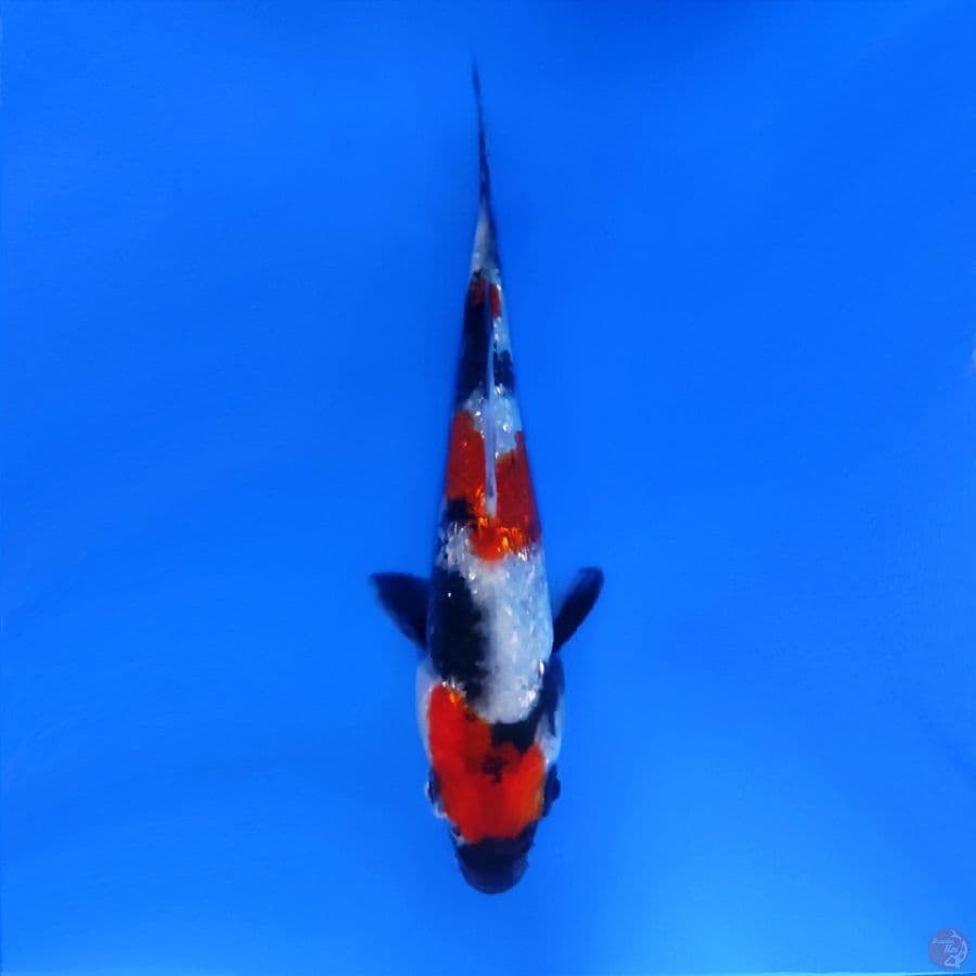 7. GINRIN SHOWA SQ 12 CM