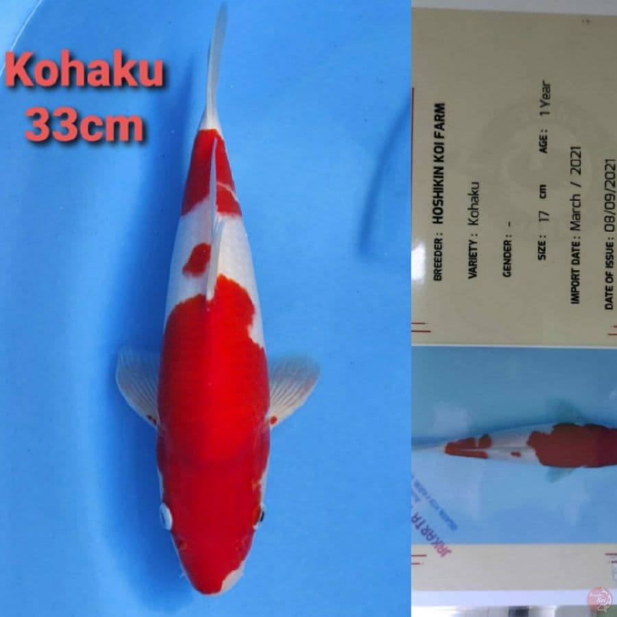 HOSHIKIN KOHAKU 33CM