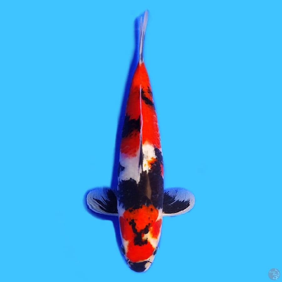 Showa sanshoku 25cm