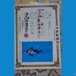 Kindai Showa isa farm 31cm