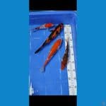 paket  4 ekor 16-26 cm