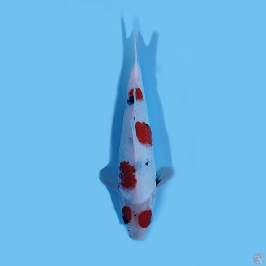 SHOWA TATEGOI 27 cm 