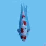 SHOWA TATEGOI 27 cm 