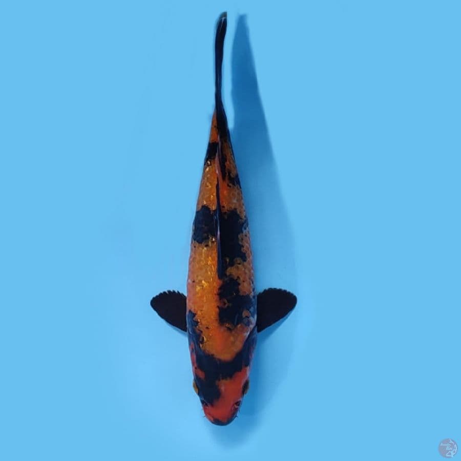 UTSURI GINRIN SQ 23 cm