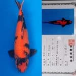 utsuri  'Shinoda farm' 50 bu