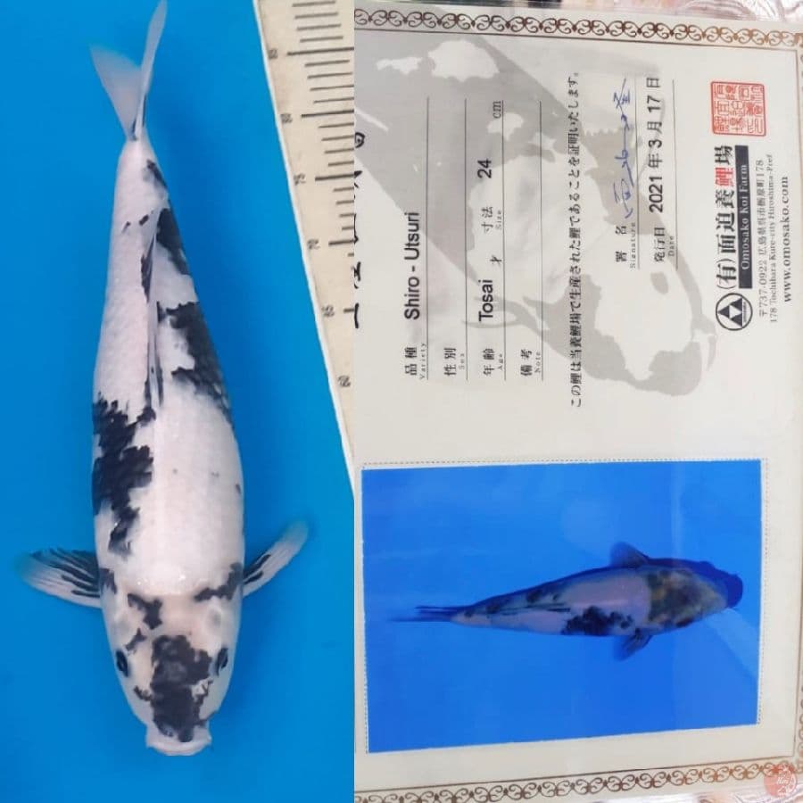 shiro Omosako 45 bu
