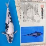 shiro Omosako 45 bu