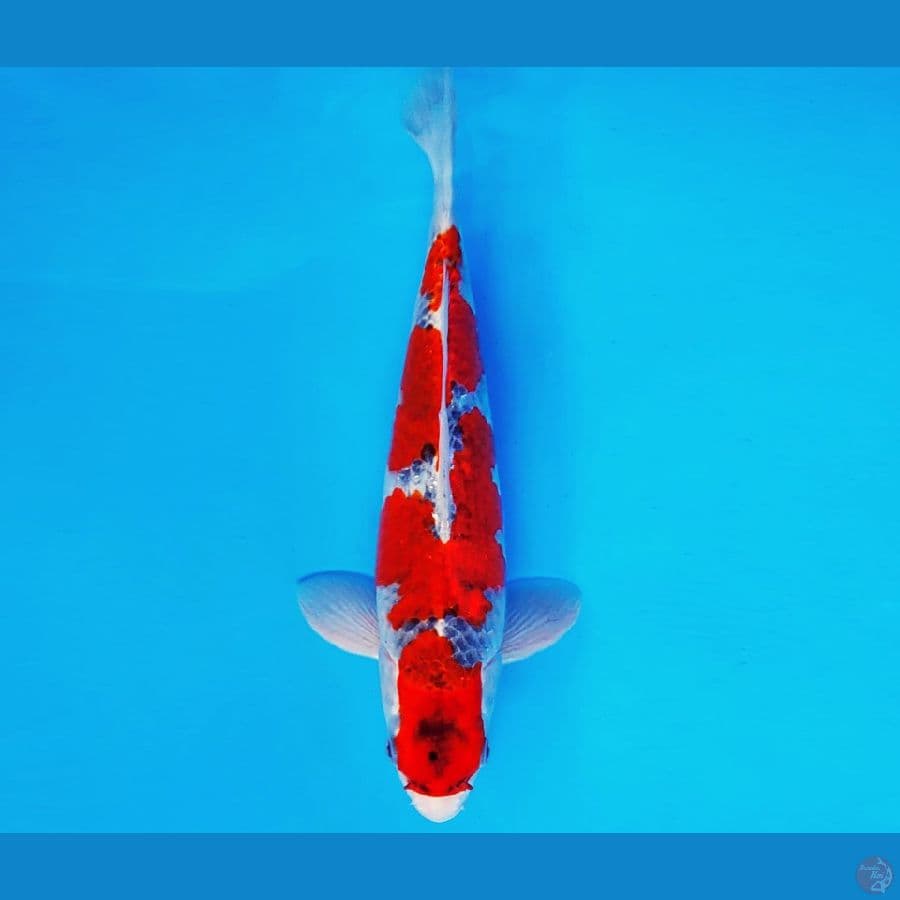 ARISAKA 2 - GOSHIKI 30 cm/male ®