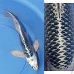 40CM KUMPAY MATSUBA RING RAPI