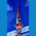 Sanke 37cm Male 