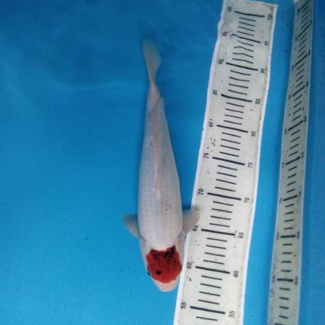 Tancho Goromo 32 cm