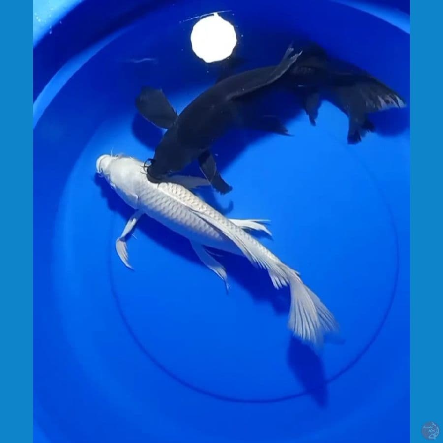 YING YANG PLATINUM&KARASU 35_37CM