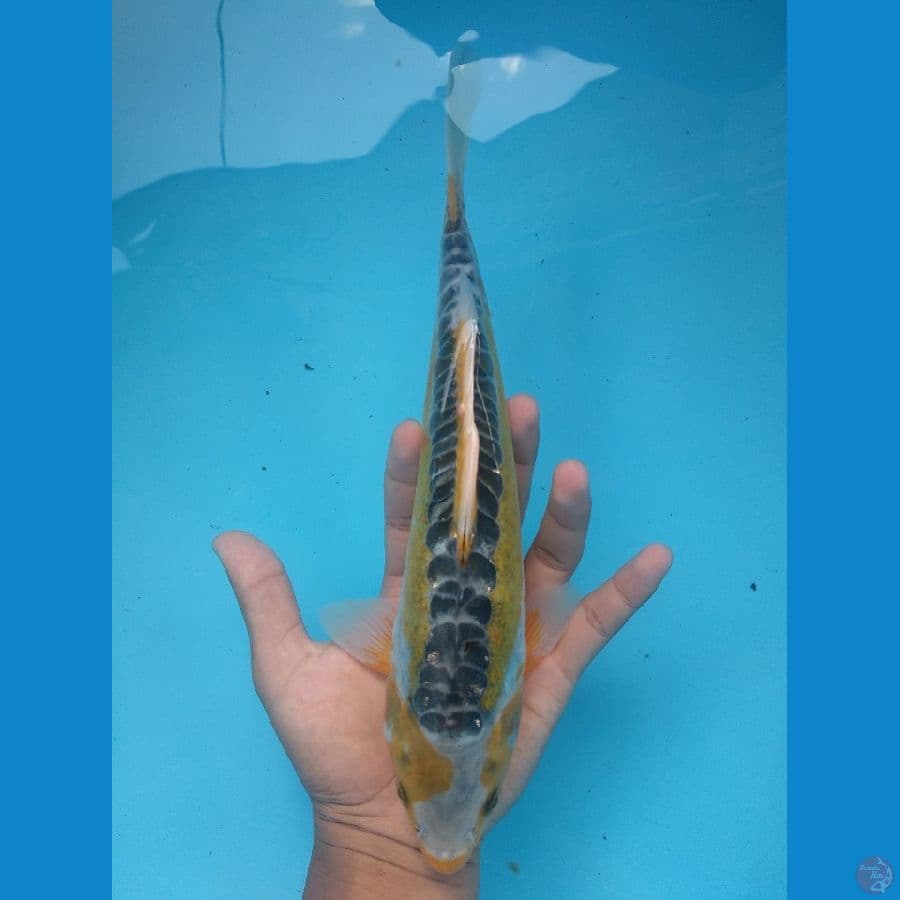 (Rare) Aya Wakaba / Ki Shusui 29 M
