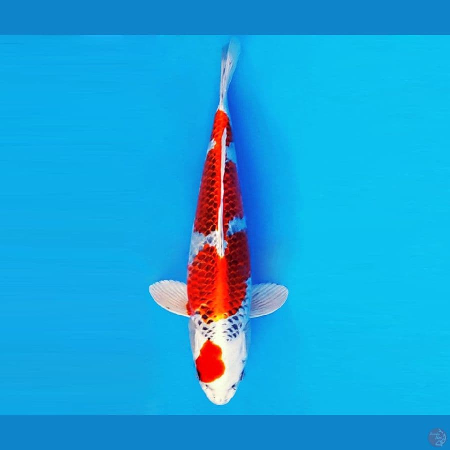 ARISAKA 12 - KUJAKU 31 cm/fm ®