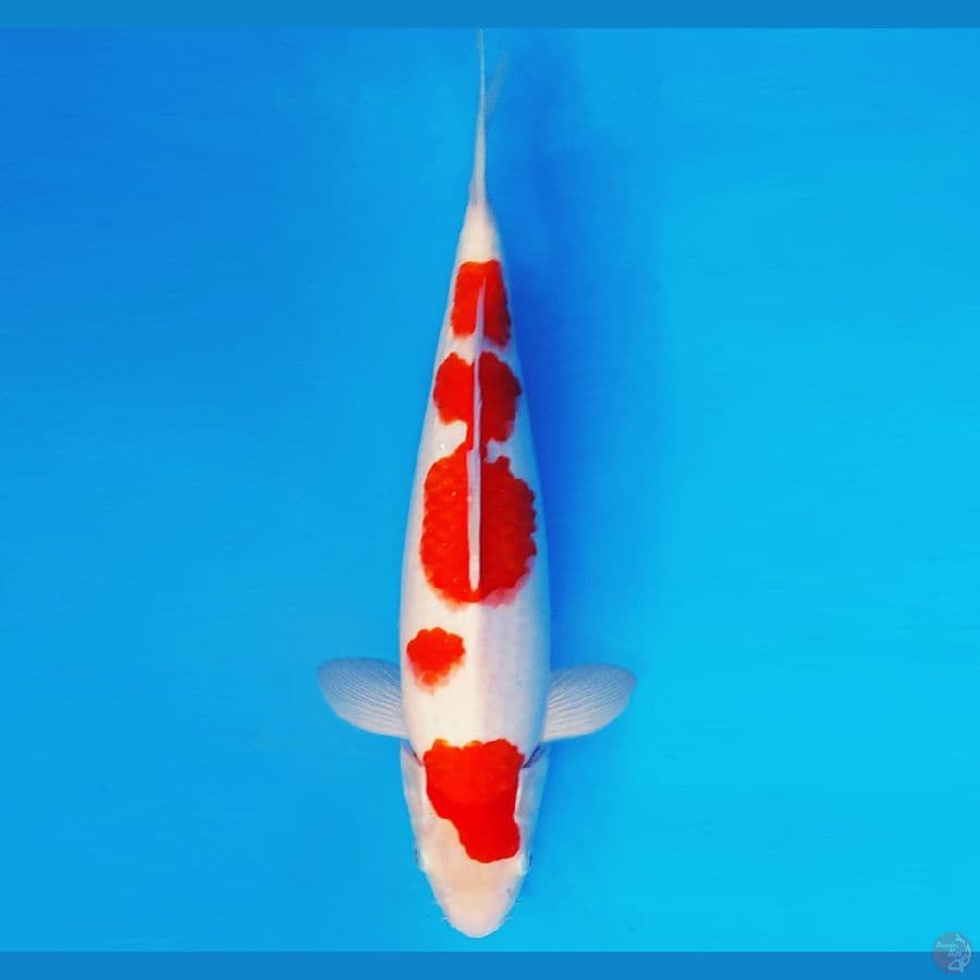 ARISAKA 17 - KOHAKU 35 cm/male ®