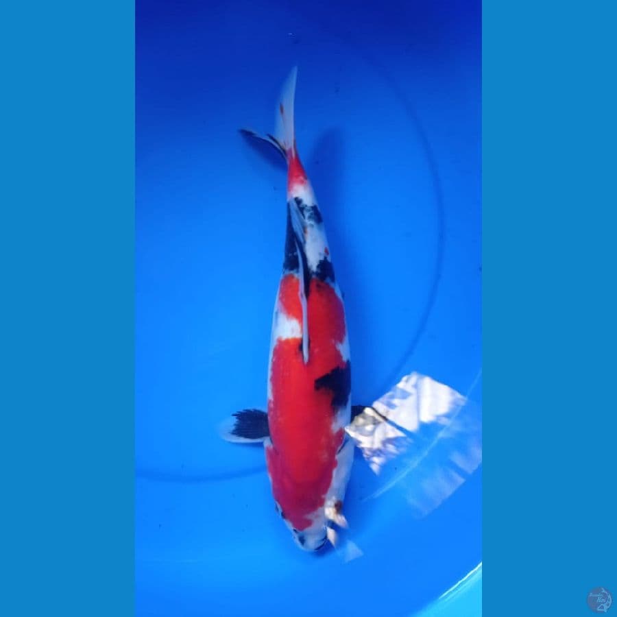 showa 35cm