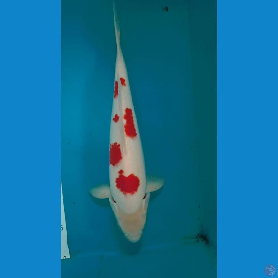 kohaku 33 cm