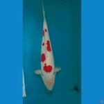 kohaku 33 cm