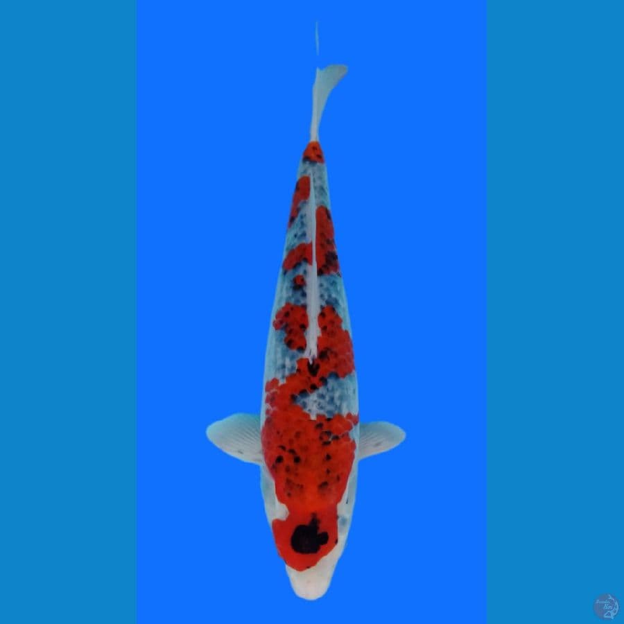 goshiki 37cm 