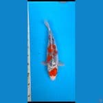 ghosiki ....36cm/F