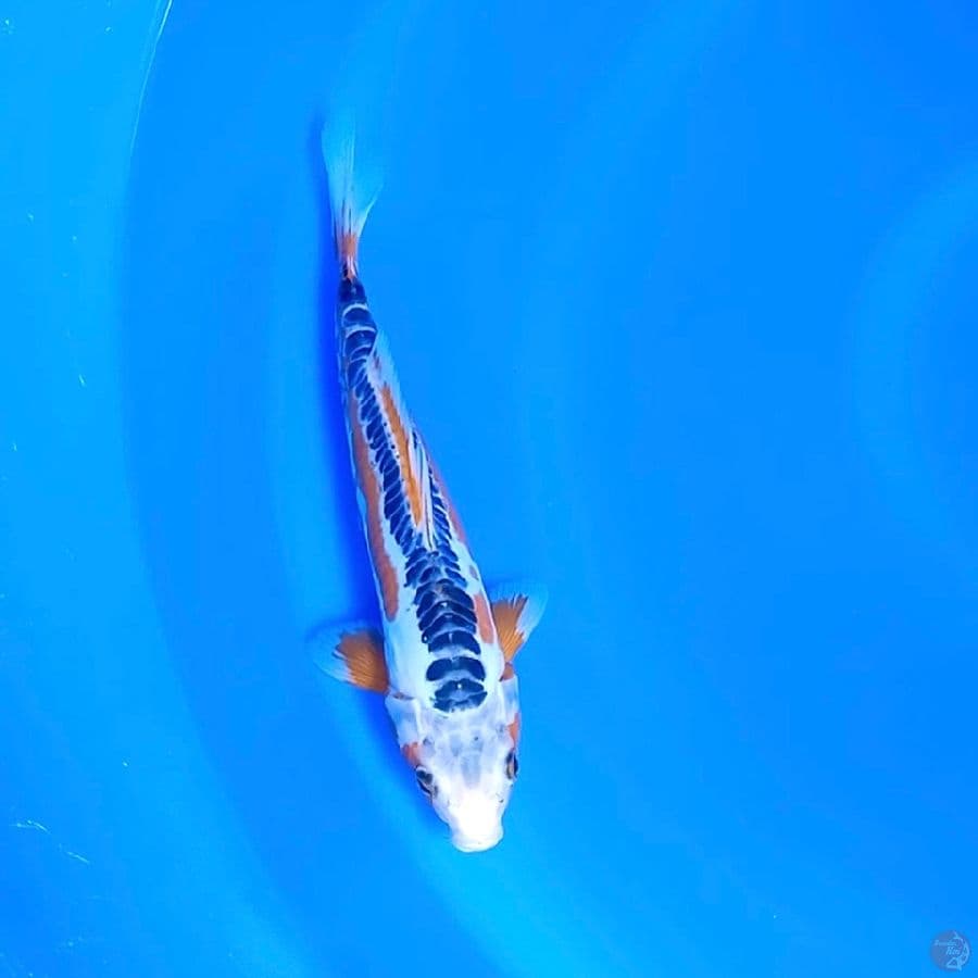 Susuki 28cm Male