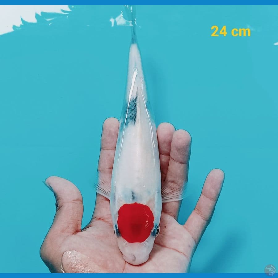Tancho Showa 24 cm