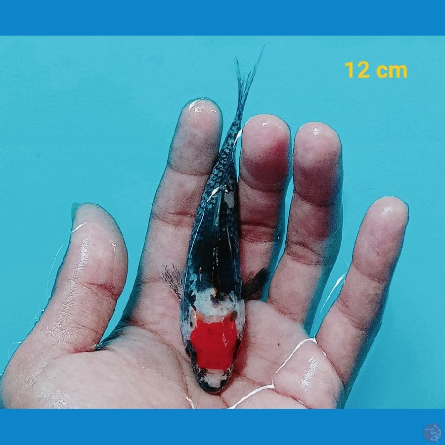Tancho matsukawabake 12 cm