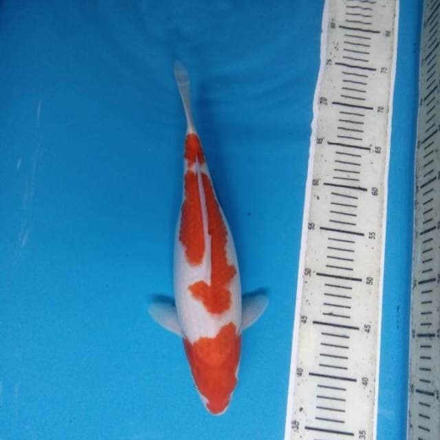 Kohaku 34 cm