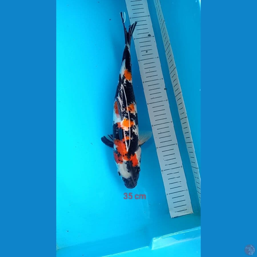 showa 34 cm