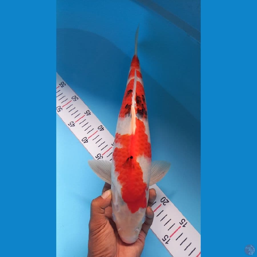 Sanke 43cm