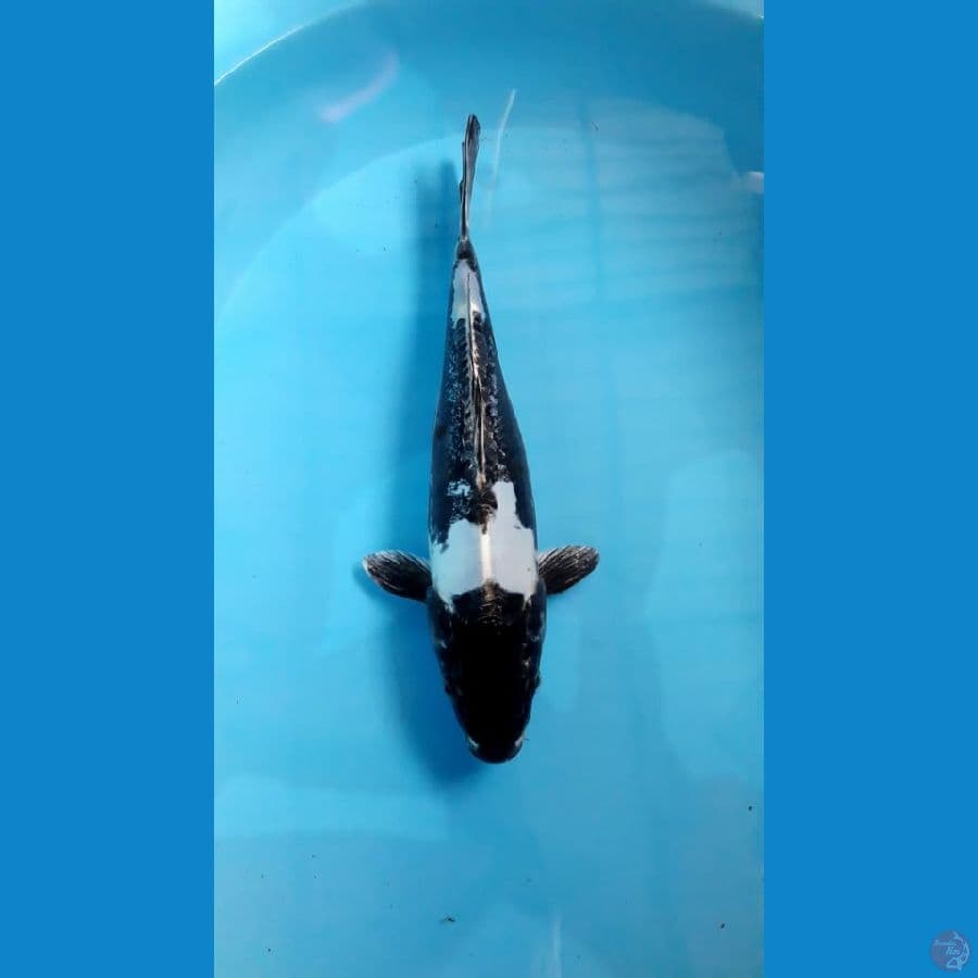 sumi kikuryu 