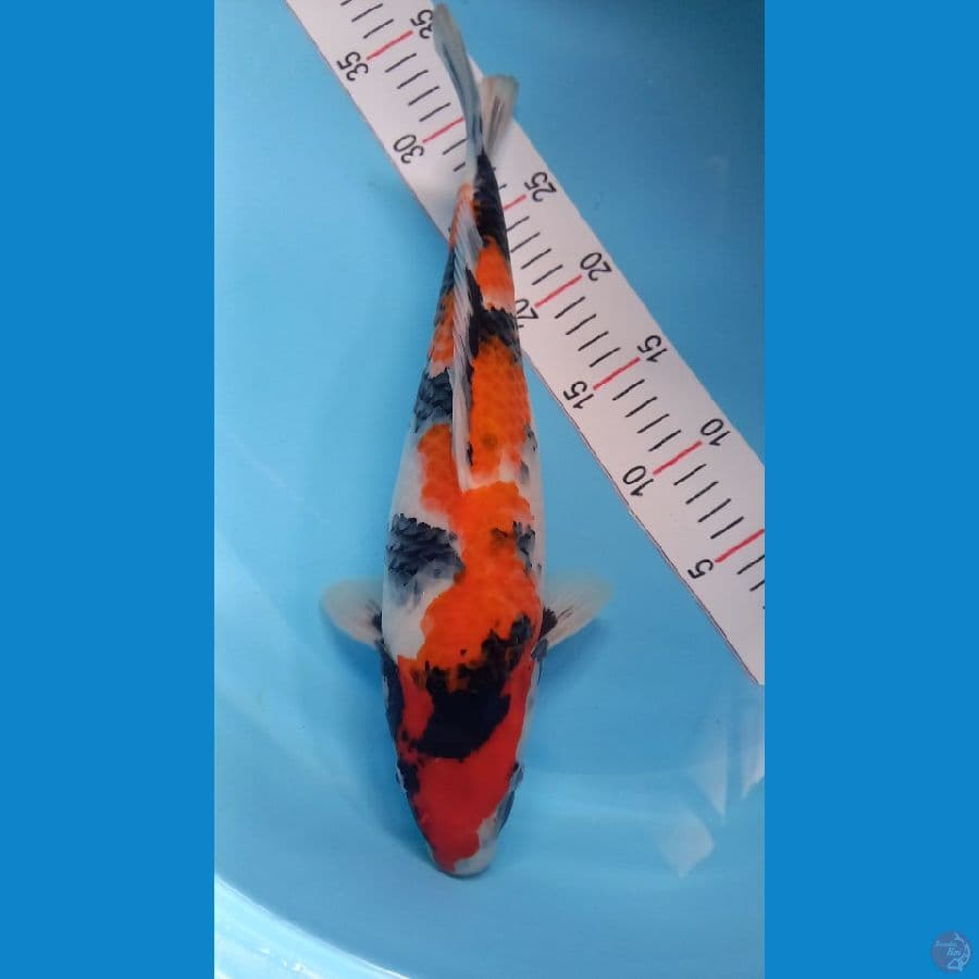 Showa 35 cm