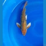 Kumpay Aragoke Dragon Water