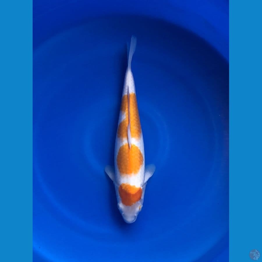 Kohaku 3 step original