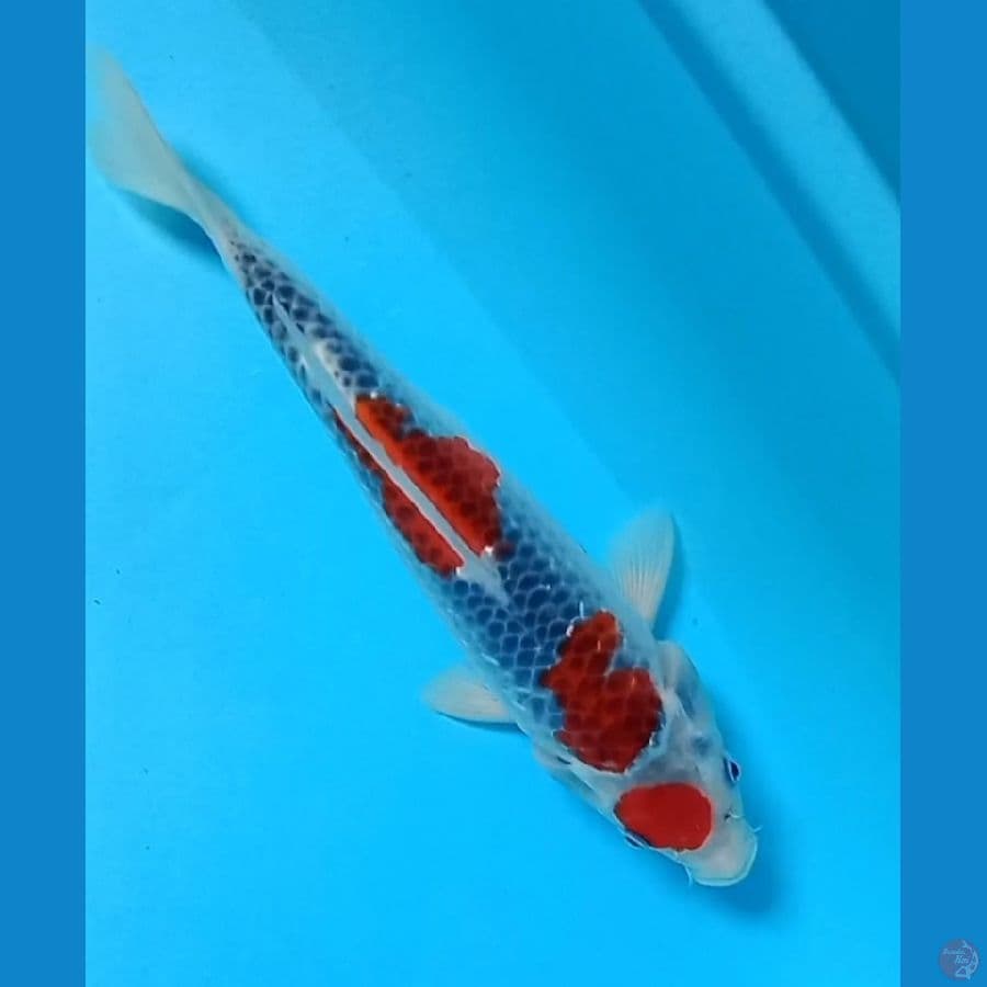 maruten goshiki