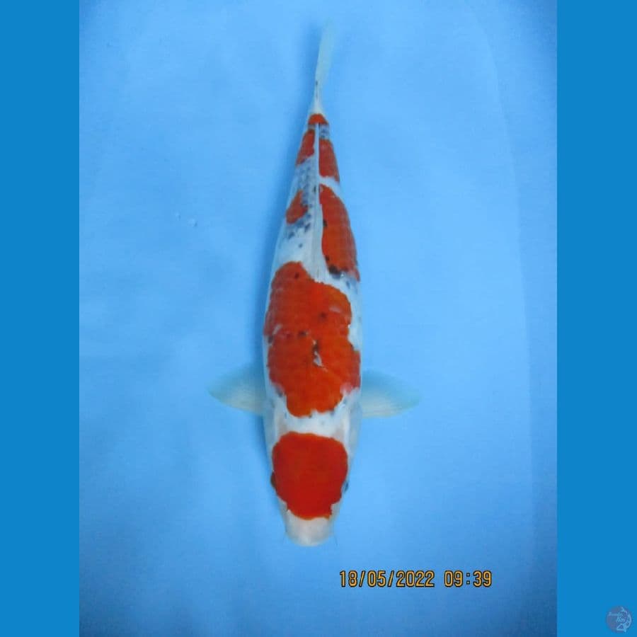 MKC KOI GRUB
