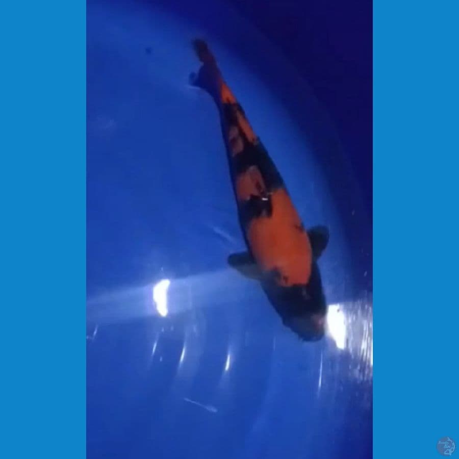 Hi utsuri 38 cm