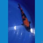 Hi utsuri 38 cm