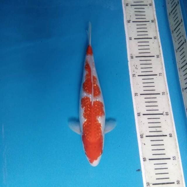 Kohaku 33 cm