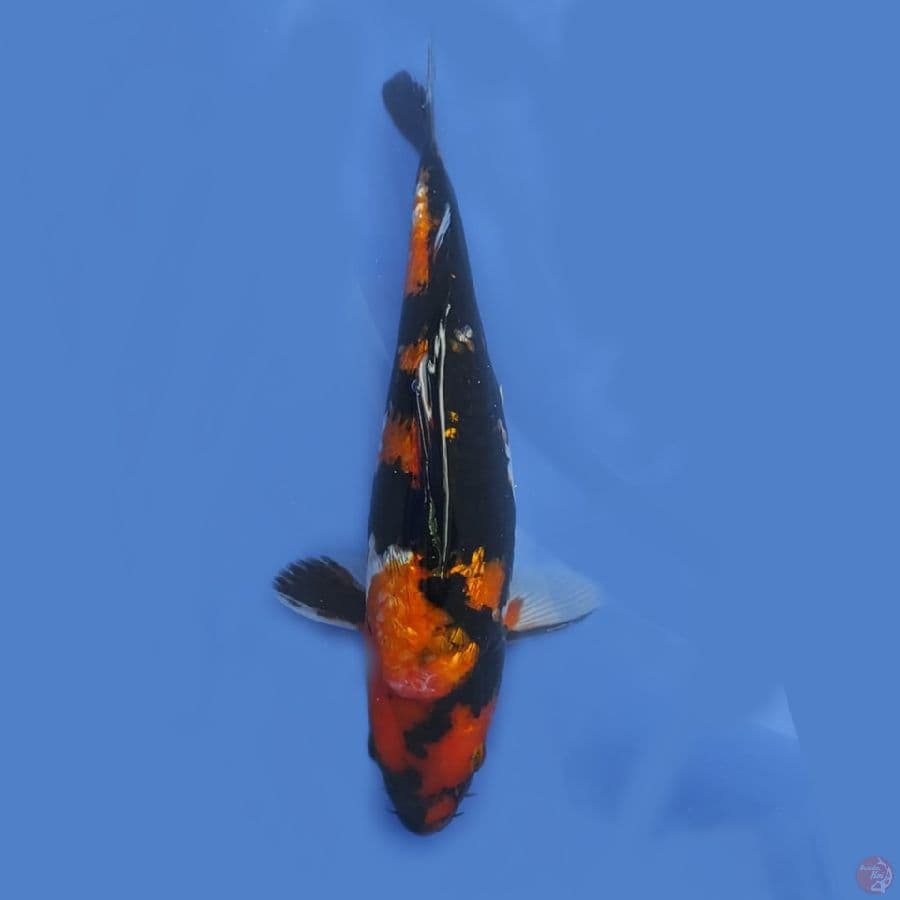SHOWA GINRIN ORIGINAL HQ.30 CM