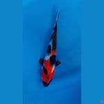Showa sanshoku 25 cm male