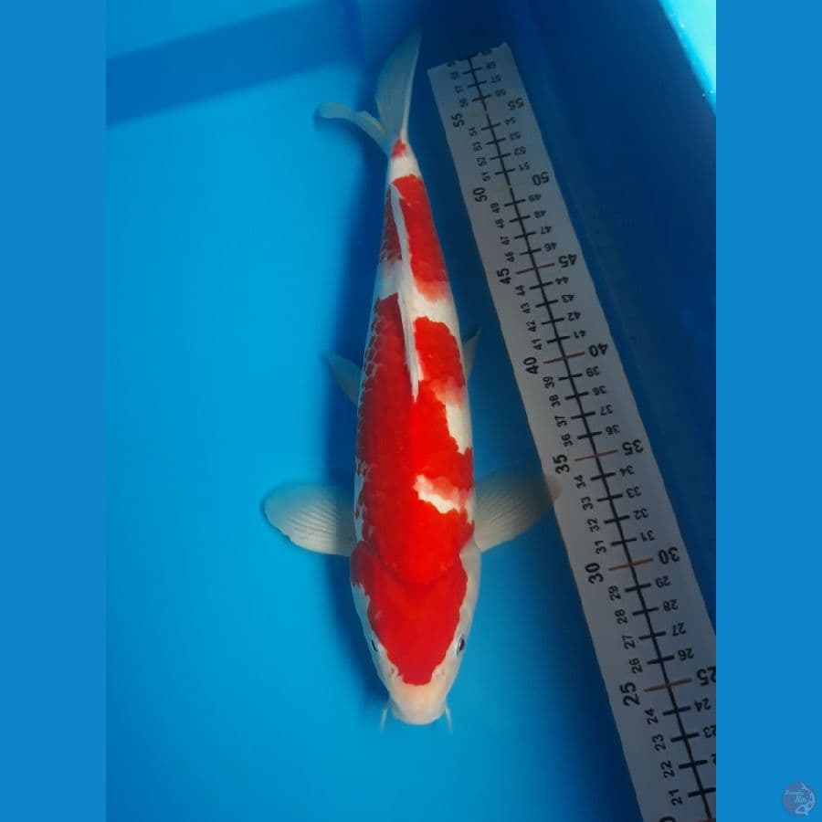 kohaku M 34