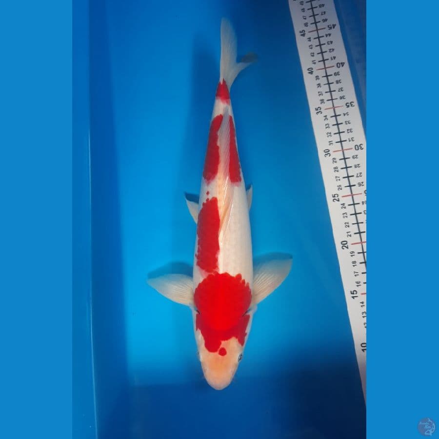 kohaku M 38